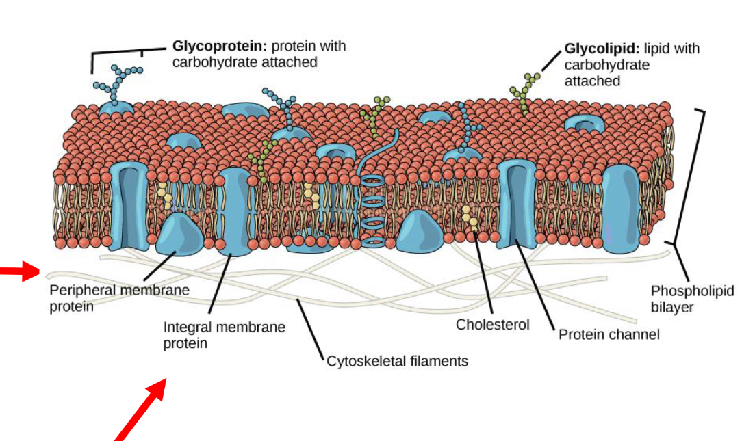 <p>Peripheral: inside or outside the bilayer and easily separated from membrane -Cytosolic or extracellular</p><p>Intergal: Strongly attached to the cell membrane -cytosolic, extracellular and transmembrane </p><p></p>