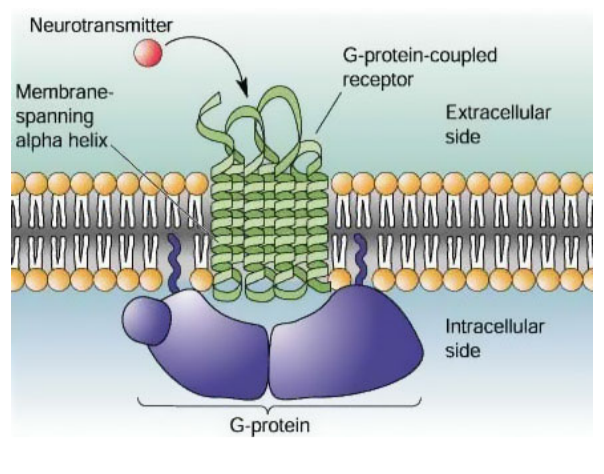 <ul><li><p>Ligand-receptor interaction</p><ul><li><p>The ligand is complementary in shape to a specific binding site on the receptor and attaches itself there.</p></li><li><p>The binding of the ligand to the receptor induces a conformational change in membrane-bound receptor. This change in shape activates the receptor, triggering downstream signalling pathway.</p></li><li><p>The activated receptor then interacts with another molecule or dimerize with another receptor molecule.</p></li></ul></li><li><p>Structure of GPLR (G protein-linked receptor)</p><ul><li><p>A protein that binds to GTP or GDP.</p></li><li><p>Extracellular region: Ligand binding site</p></li><li><p>Intracellular region: G-protein binding site</p></li><li><p>Transmembrane region: 7 hydrophobic transmembrane a-helices</p></li></ul></li><li><p>Structure of RTK (Receptor Tyrosine Kinase)</p><ul><li><p>Extracellular region: Ligand binding site</p></li><li><p>Intracellular region: Tail that functions as tyrosine kinase and also contains a number of tyrosine a.a residues</p></li><li><p>Transmembrane region: A single polypeptide chain with a single transmembrane a-helix</p></li></ul></li><li><p>Signal transduction</p><ul><li><p>Phosphorylation cascade</p><ul><li><p>Activated receptor activates a relay molecule, which activates another relay molecule, and so on, until the molecule that produces the final cellular response is activated</p></li><li><p>Protein kinases are enzymes that transfer phosphate groups from ATP to protein, ie phosphorylation</p></li><li><p>Protein phosphatases are enzymes that remove phosphate groups from proteins, ie dephosphorylation</p></li><li><p>Each activated protein kinase will initiate a sequential phosphorylation and activation of other kinases, resulting in a phosphorylation cascade</p></li><li><p>Relay molecules are usually activated when they are phosphorylated and deactivated when they are dephosphorylated.</p></li></ul></li><li><p>Signal amplification</p><ul><li><p>This relaying of signals allows for greater fine-tuning of cellular responses and for amplification of the signal</p></li><li><p>Each catalytic step in a cascade produces a larger number of activated products than in the preceding step.</p></li><li><p>Thus, a very small amount of signal will give a large response as each activated enzyme molecule can convert many substrate molecules into products per unit time before being inactivated.</p></li></ul></li><li><p>Cellular response (hpnestly very dependent on the context of the question)</p><ul><li><p>eg regulation of activity of protein (opening / closing of an ion channelin the CSM to change membrane permeability)</p></li><li><p>eg regulation of ysnthesis of protein by turning a specific gene expression on or off in the nucleus</p></li><li><p>eg apoptosis</p></li><li><p>eg enzyme regulation etcetc</p><p></p></li></ul></li></ul></li></ul><p></p>