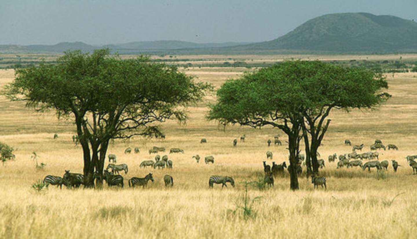 <p>Warm biome with distinct wet and dry seasons. Dominated by clustered trees and widespread grasses. Trees adapted to drought by dropping leaves in dry season.<br><br>Warm temperature = high decomp. = high soil nutrients</p>