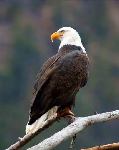 Bald Eagle