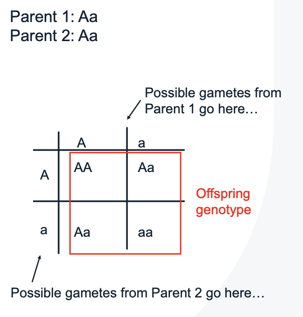 <p>A square diagram used to predict the genotypes of a particular cross </p><p>Used to determine the probability of an offspring having a particular genotype </p><p>Summary of all possible combinations of maternal alleles with paternal alleles </p><p></p>
