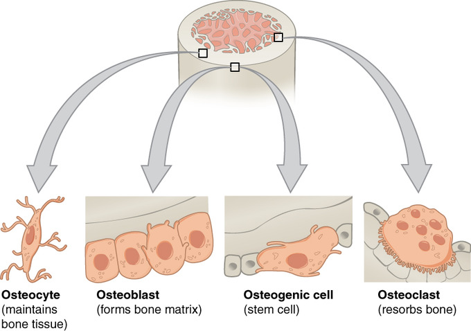 <p>-break down &amp; reabsorb bone</p><p>-phagocytic → ruffled border = large surface area, more efficient</p><p>-derived from fused bone marrow cells</p><p>-make reabsorption lacuna in depression of bone surface</p>