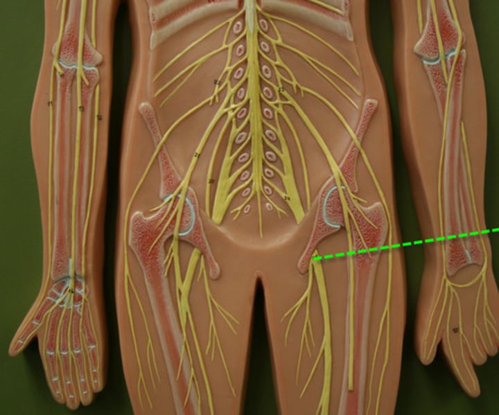 <p>IDENTIFY THIS NERVE</p>