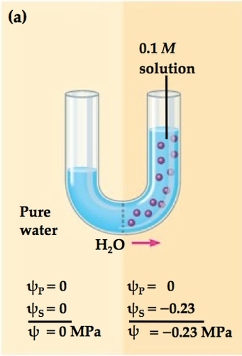 <p>the physical property that predicts the direction in which water will flow (from high h2o pot. to low h2o pot.)</p>