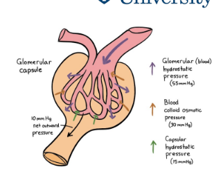 <ul><li><p>Can use 1 of 2 different equations</p></li><li><p>Reports using standardised body surface area (BSA) of 1.73m2</p><ul><li><p>Overestimates renal function in smaller patients</p></li><li><p>Underestimates renal function in larger patients</p></li></ul></li><li><p>DO NOT USE IN – drug dose titrations, elderly patients or</p><p>extremes of muscle mass</p></li><li><p>Good at measuring kidney function</p></li></ul><p></p>