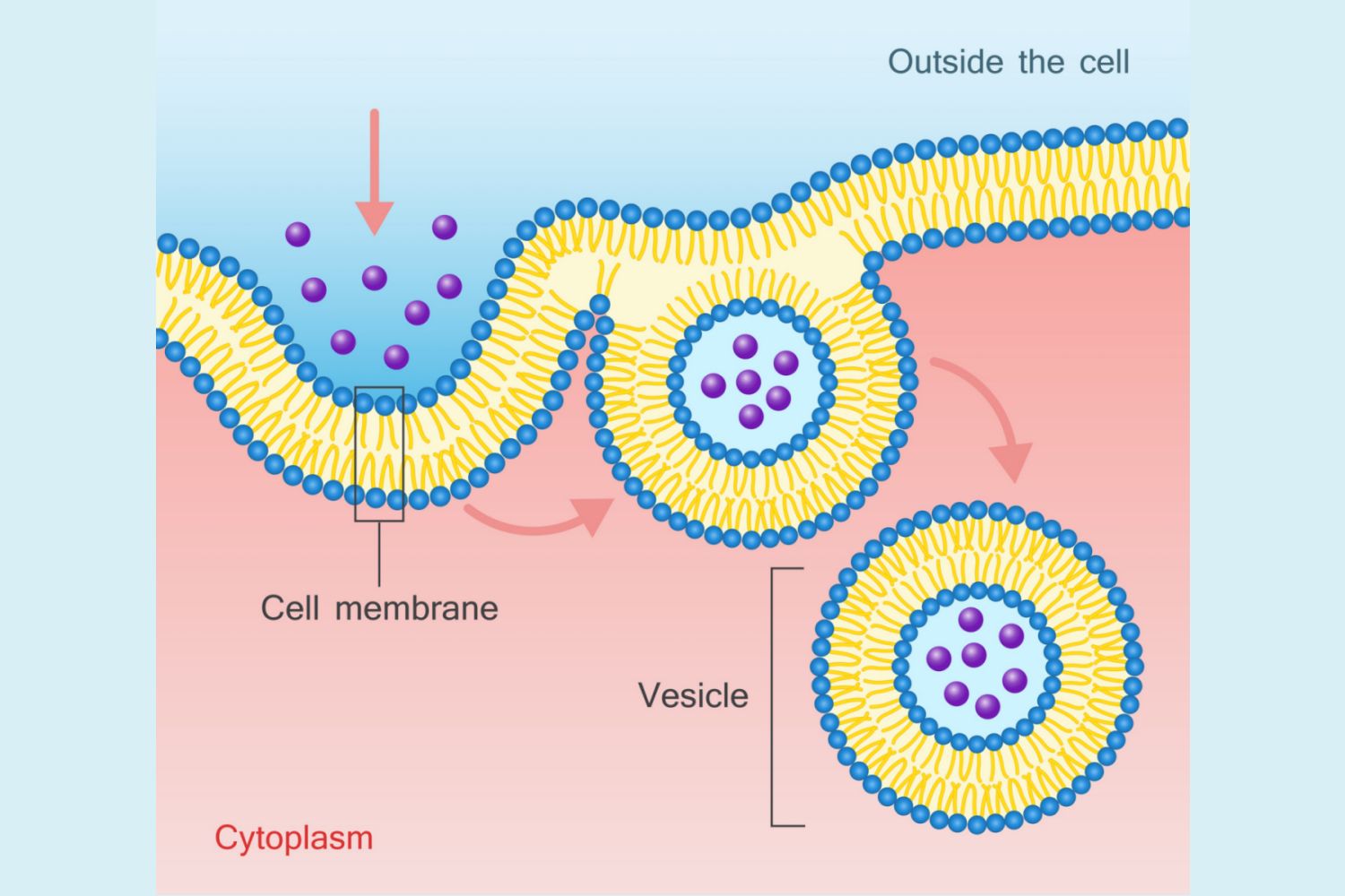 <ul><li><p>active transport</p></li><li><p>cell membrane changes shape</p></li><li><p>secretion of large molecules into the cell</p></li><li><p>cells take in targe molecules by forming new vesicles from the cell membrane</p></li></ul><p></p>