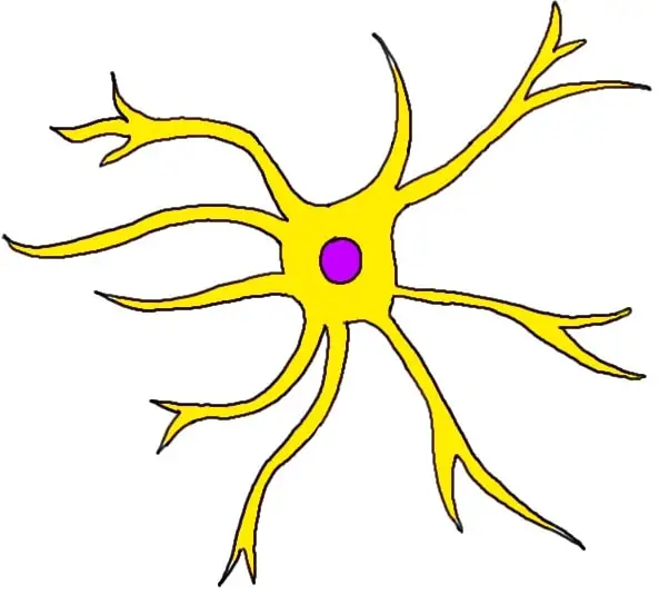 <p>Astrocytes</p>