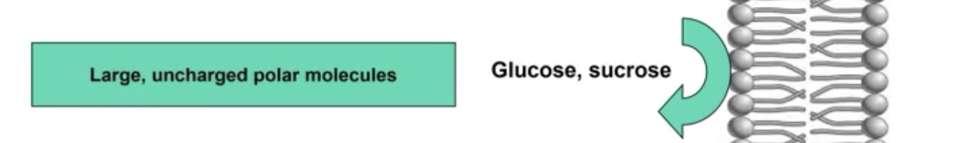 <p>1) Large, uncharged polar molecules</p><ul><li><p>Glucose, sucrose</p></li></ul><p></p>