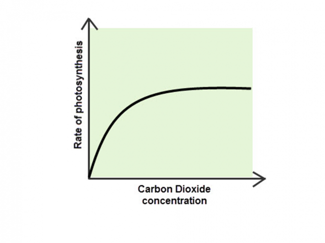 <p><span style="color: red">As the carbon dioxide increases, the rate of photosynthesis increases until it plateaus.</span></p><ul><li><p><strong>At low CO₂ levels</strong>, photosynthesis is limited because enough CO₂ is not available . As the concentration increases, more CO₂ is available for the enzyme Rubisco to fix during the Calvin cycle, leading to an increased rate of photosynthesis.</p></li></ul><ul><li><p><strong>At higher CO₂ concentrations</strong>, the rate of photosynthesis continues to rise but eventually plateaus. This occurs when other factors (such as light intensity or temperature) become limiting, meaning photosynthesis cannot increase further despite higher CO₂ levels.</p></li></ul><p></p>