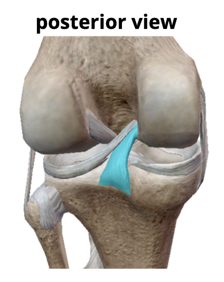 <p>Name the ligament</p>