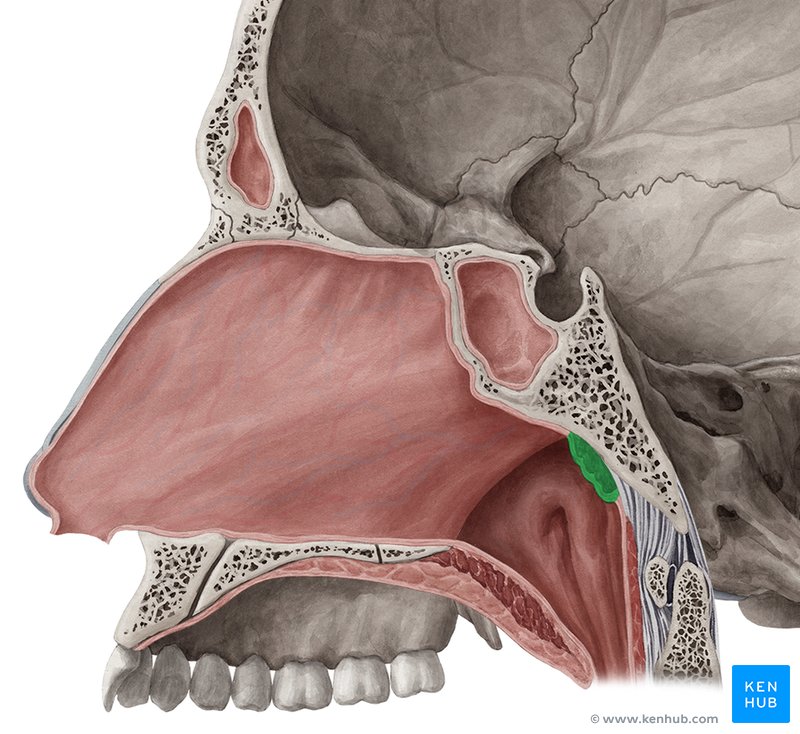 knowt flashcard image