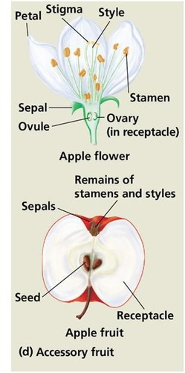 <p>Achenes are the tiny individual fruits embedded in the enlarged fleshy receptacle of a strawberry.</p>