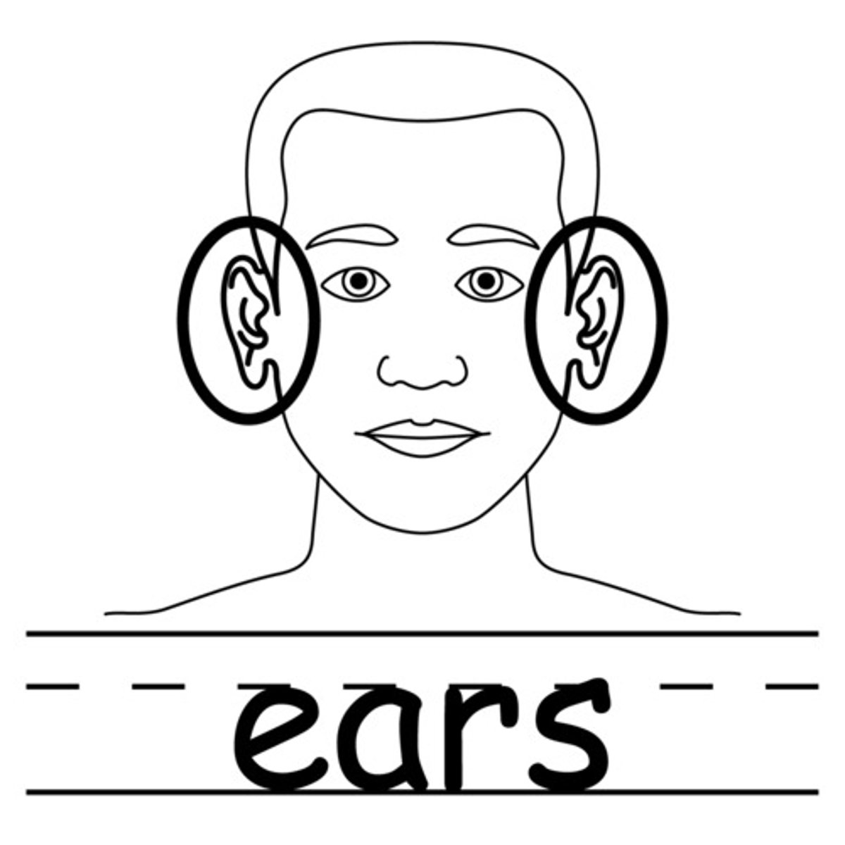 <p>ears</p>