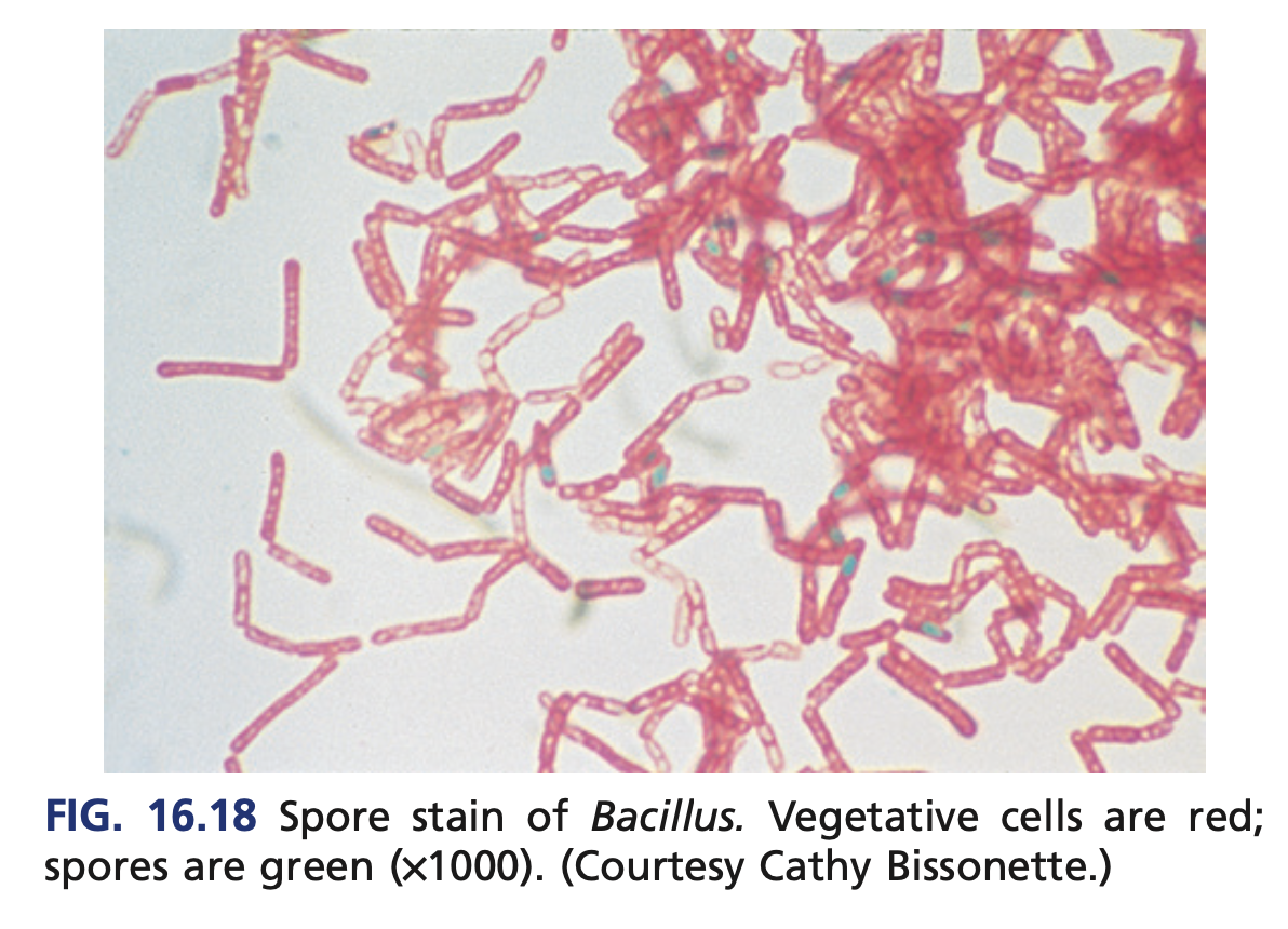 <p><strong><em>oval centrally located </em></strong>spores<strong><em> </em></strong></p>