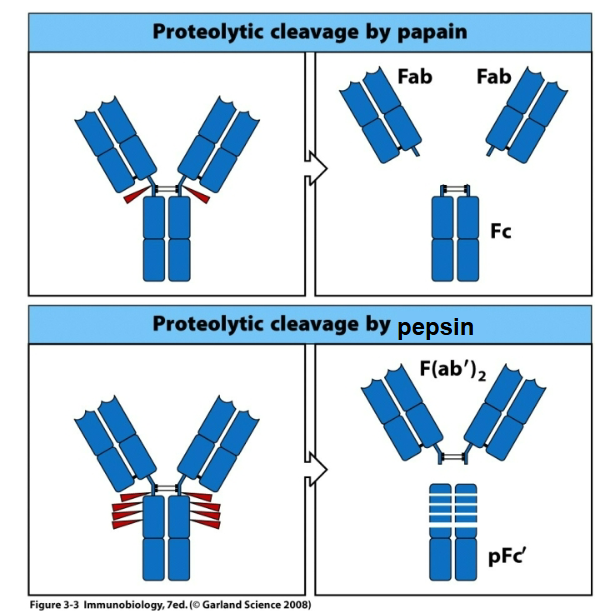 <p>How are antibodies used experimentally?</p>