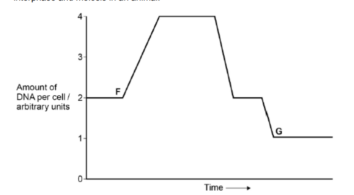 <p>The figure below shows how the amount of DNA per cell changed during interphase and meiosis in an animal.</p><p>Explain how the behaviour of chromosomes causes these changes in the amount of DNA per cell between <strong>F </strong>and<strong> G. </strong>(3) </p>