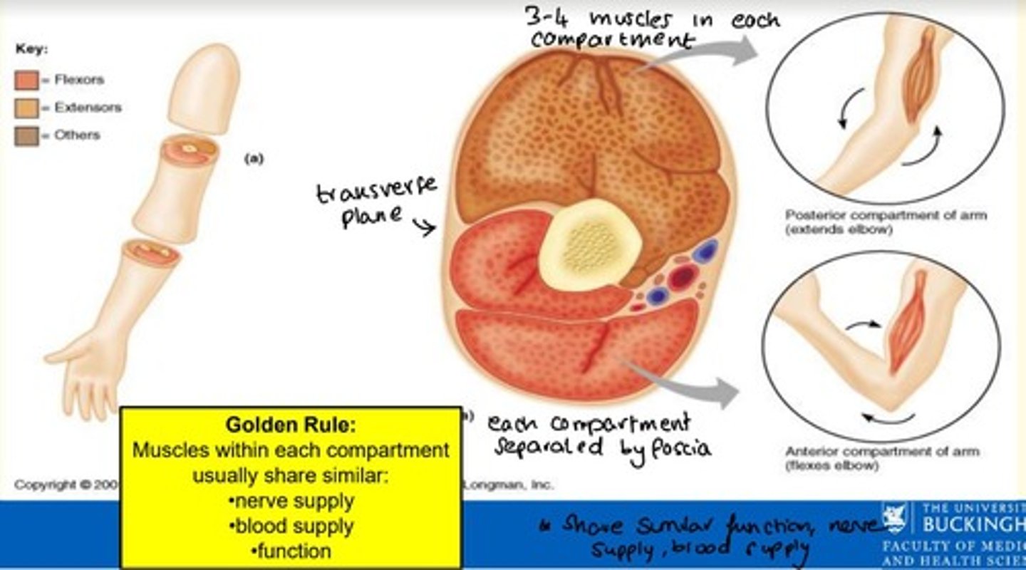 <p>A group of functionally related muscles enclosed by fascia</p>