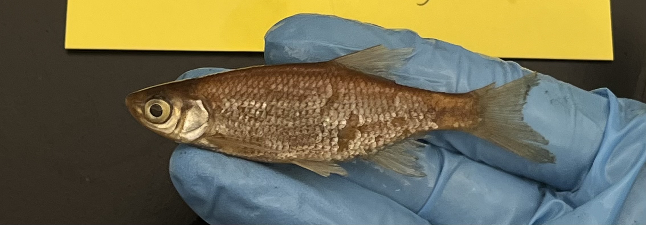 <p>Golden Shiner</p>