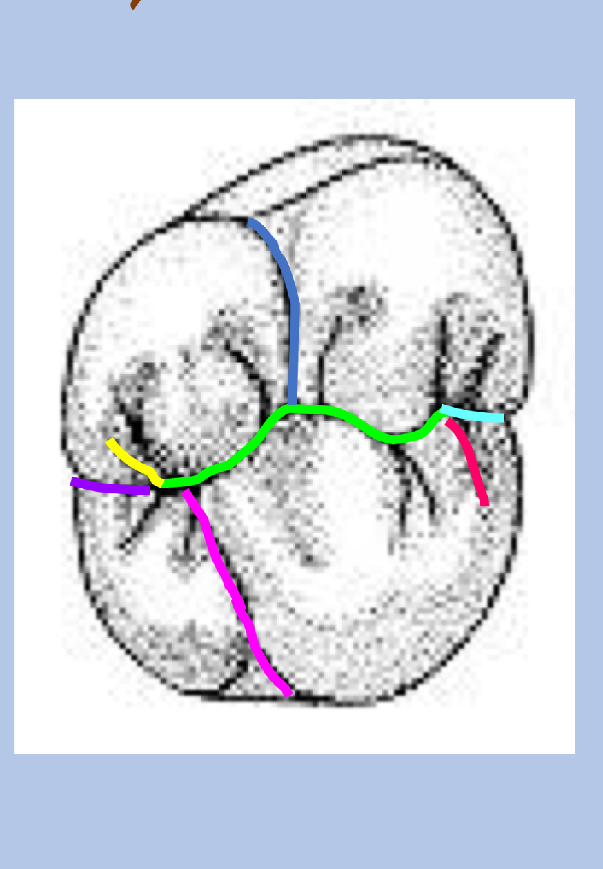 <p>Name the tooth and hi-lighted portions</p>