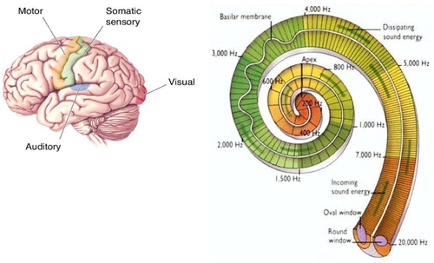 <p>Stimulating afferent neurons electrically leads to what?</p>