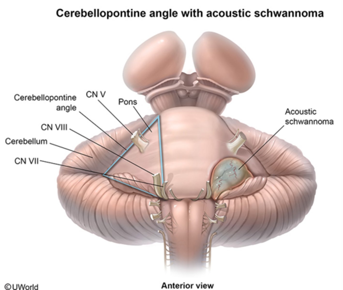 <p>The junction at the base of the brain where the cerebellum, medulla, and pons communicate</p>