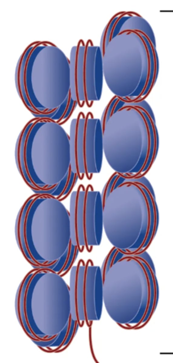 <p>Supercoiling DNA model where a structure of multiple strings of nucleosomes packed together to form chromatine. Uses helical coiling of 10 nm fibers consisting of 6 nucleosomes stacked on top of each other in a helical arrangement to form one turn of this model. Nucleosomes have a uniform orientation. DNA has a 30 nm nucleosomal arrangement overall.</p><p>Considered the next step of chromosome formation after nucleosome formation.</p>