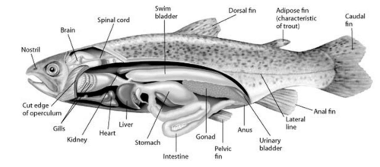 <p>maintain bouyance by adjusting amount of o2</p>