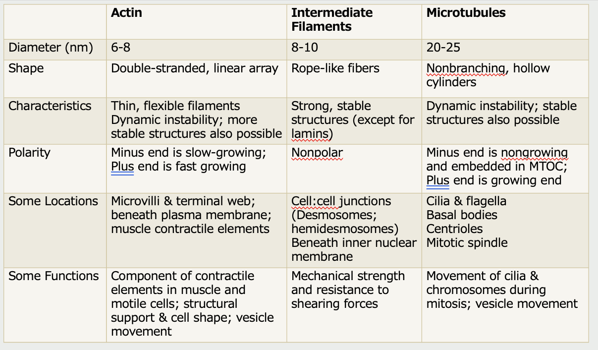 <p><span><strong>Cytoskeleton Functions (Summary)</strong></span></p>