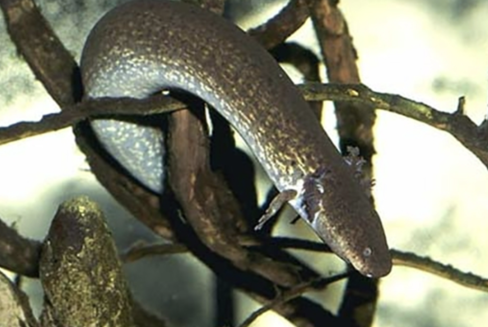 <p>Two-Toed Amphiuma (amphiumidae)</p>