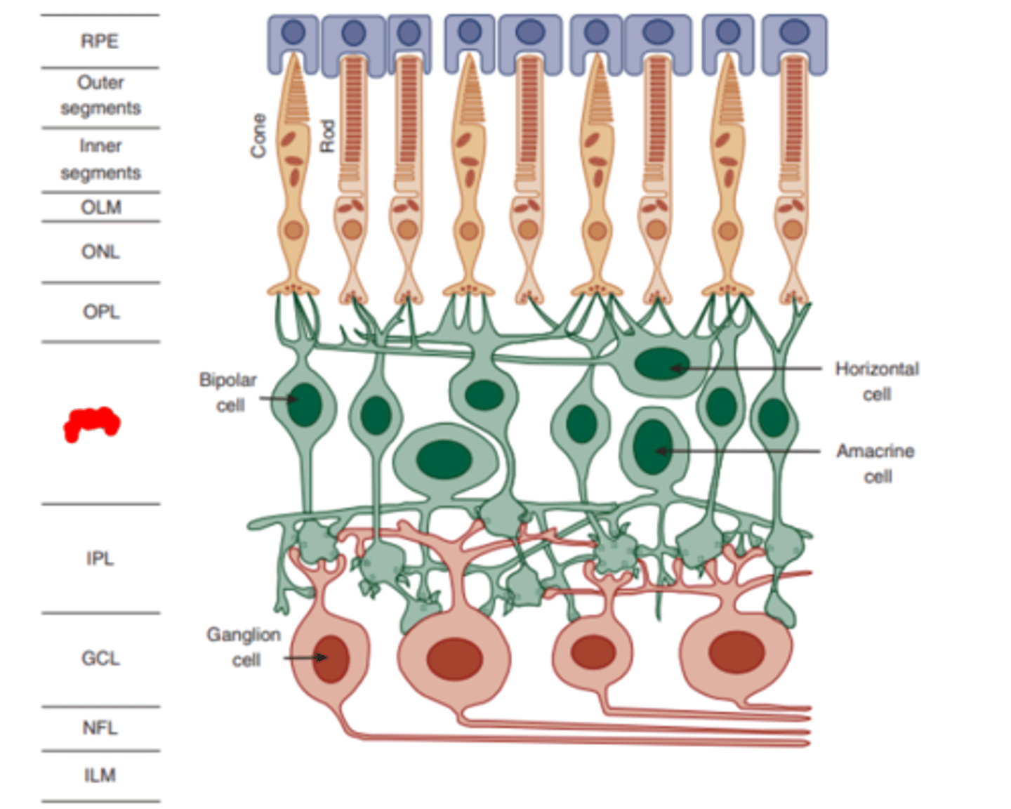 <p>layer of the retina consisting of the cell bodies of the bipolar, horizontal, and amacrine cells.</p>