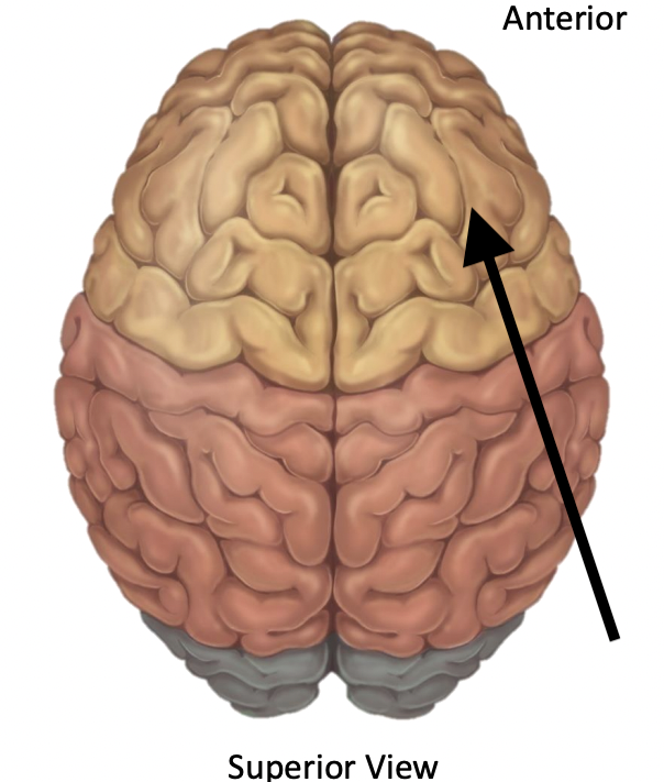 <p>Name the lobe</p>