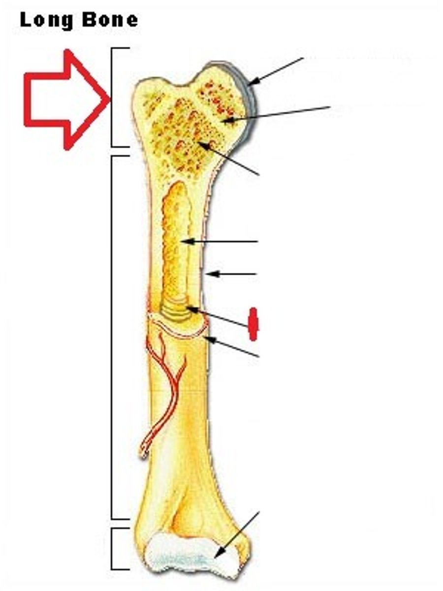 <p>The wider section at the end of a long bone filled with spongy bone and red blood cell marrow.</p>