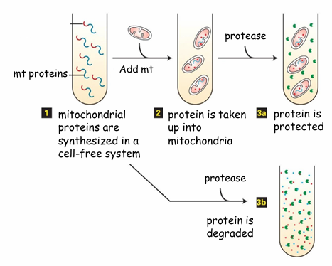 <ul><li><p>Hypothesis: If fully translated proteins can be transported, then proteins in the presence of mitochondria will move into it&nbsp;</p></li></ul><p></p><p>Experiment:</p><ul><li><p>Follow the protein synthesis in cell-free system&nbsp;</p></li><li><p>Tube 1: Polypeptides with mitochondrial signal sequence (red)&nbsp;</p></li><li><p>Experiment 1:</p><ul><li><p>Add energized mitochondria first&nbsp;</p></li><li><p>Then add protease&nbsp;</p></li></ul></li><li><p>Experiment 2: (Bottom) </p><ul><li><p>Just add protease but no mitochondria</p></li></ul></li></ul><p></p><p>Result: </p><ul><li><p>In experiment 1, the proteins are safe from degredation as they’re transported to mitochondria</p></li><li><p>In experiment 2, no mitochondria so proteins degrade </p></li><li><p>Conclusion: Fully translated proteins can be transported into mitochondria</p></li></ul><p></p>