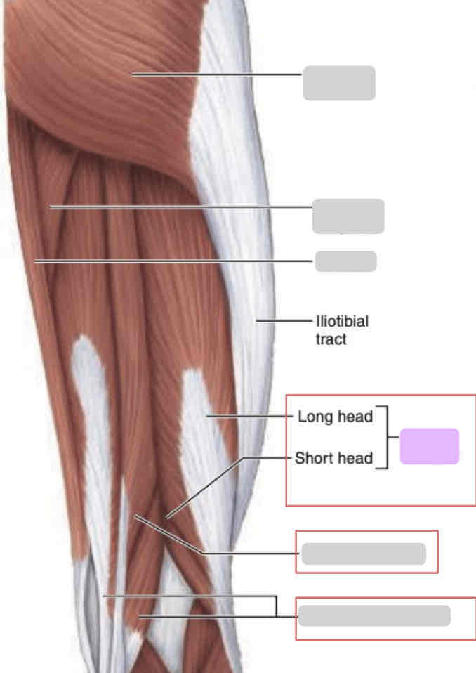 <p><span>Posterior thigh (superficial)</span></p>