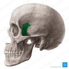 <p>irregularly shaped, complex space in the skull</p><p>located below the zygomatic arch, behind the maxilla, </p><p>acting as a crucial pathway for nerves and vessels connecting the cranial cavity to the face</p>