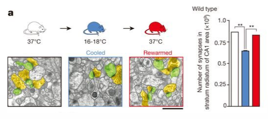 <ul><li><p>Regional cooling → cooling brain region makes it less active, neuroactive processes are decreased in these regions. </p></li><li><p>Local administration of a GABA agonist.</p></li></ul><p></p>