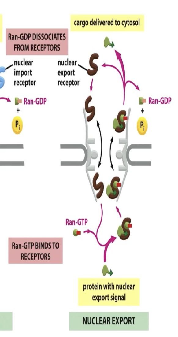 <p>Only binds to cargo when it is bound to Ran!</p><p>NUCLEUS</p><ul><li><p>Picks up cargo in nucleus where Ran-GTP is high</p></li><li><p>Both Ran and cargo are bound to receptor!</p></li></ul><p>CYTOSOL</p><ul><li><p>Ran-GAP hydrolyzes GTP</p></li><li><p>Ran dissociates from receptors</p></li><li><p>Cargo is released</p></li></ul><p>NUCLEUS</p><ul><li><p>Back into the nucleus and Ran interacts with GEF for GDP to GTP</p></li><li><p>Receptor moves back into nucelus and binds to Ran</p></li></ul><p></p>