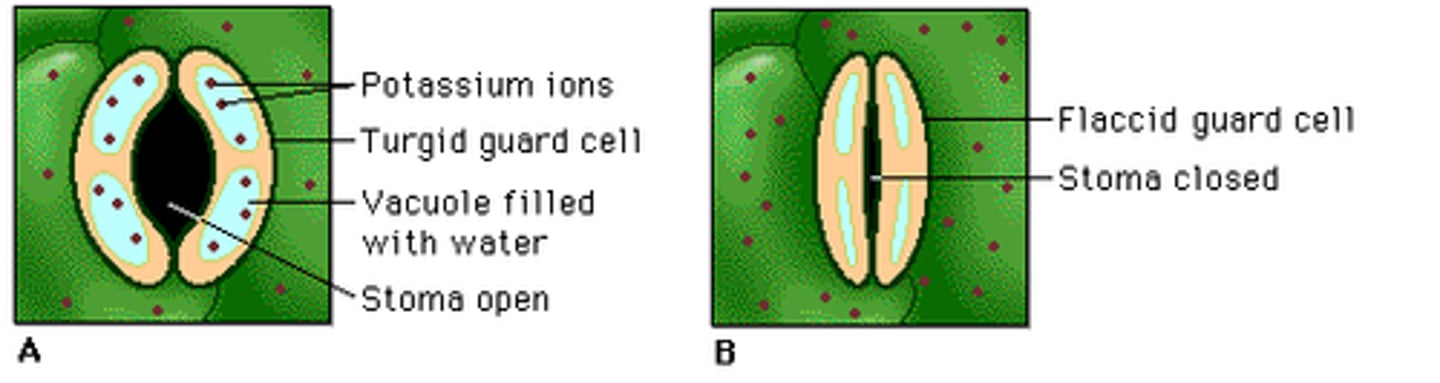 <p>- regulate gas and water exchange<br>- 2 guard cells shape to open or close the stoma<br>- Open: H20, CO2, and O2 move between atmosphere and inside cell<br>- Stoma open when CO2 is needed</p>