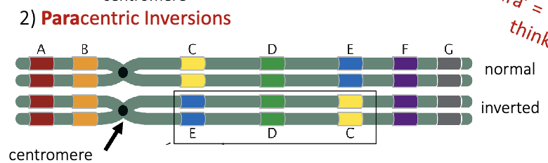<ul><li><p>“para” = beside or beyond</p><ul><li><p>think paranormal </p></li></ul></li><li><p><mark data-color="rgba(0, 0, 0, 0)" style="background-color: rgba(0, 0, 0, 0); color: inherit;">a type of chromosomal rearrangement where a segment of a chromosome breaks, flips, and reinserts itself without including the centromere</mark><span><span>. This results in both breaks occurring on the same arm of the chromosome</span></span></p></li></ul><p></p>