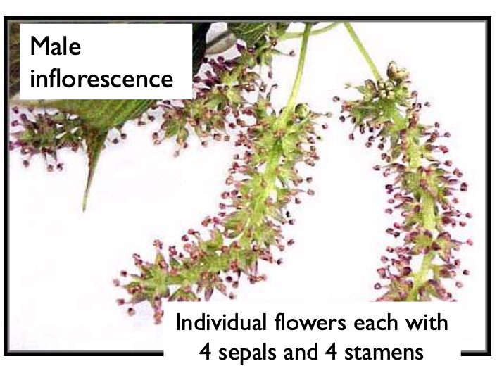 <p>4 sepals, 4 stamens.</p>