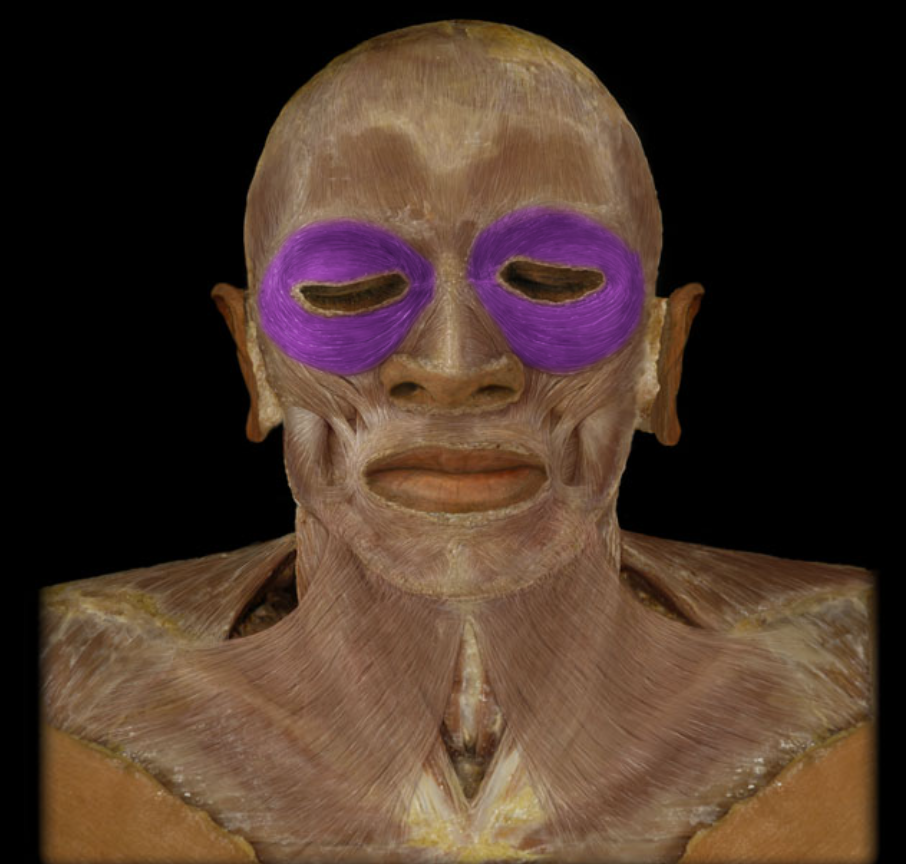 <ul><li><p>Action: Closes eyelids (blink/wink)</p></li><li><p>Origin: Frontal bone, Maxilla</p></li><li><p>Insertion: lateral side of orbit</p></li><li><p>Innervation: Facial nerve (CN VII)</p></li></ul><p></p>