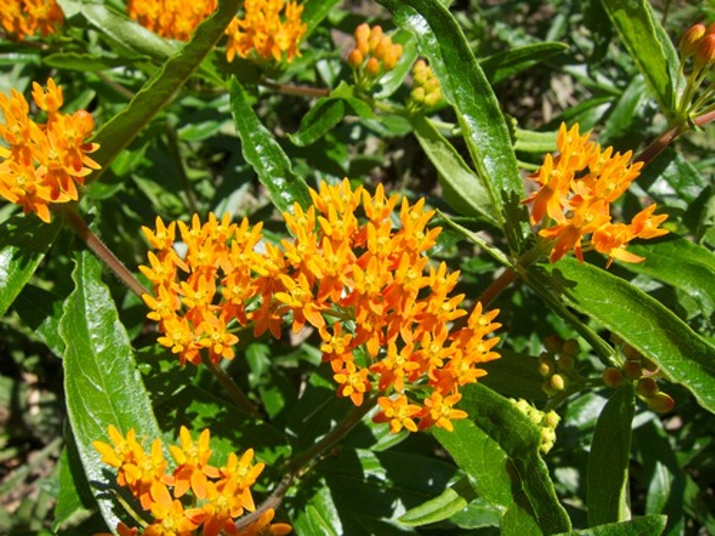 <p>Apocynaceae. milkweed</p>