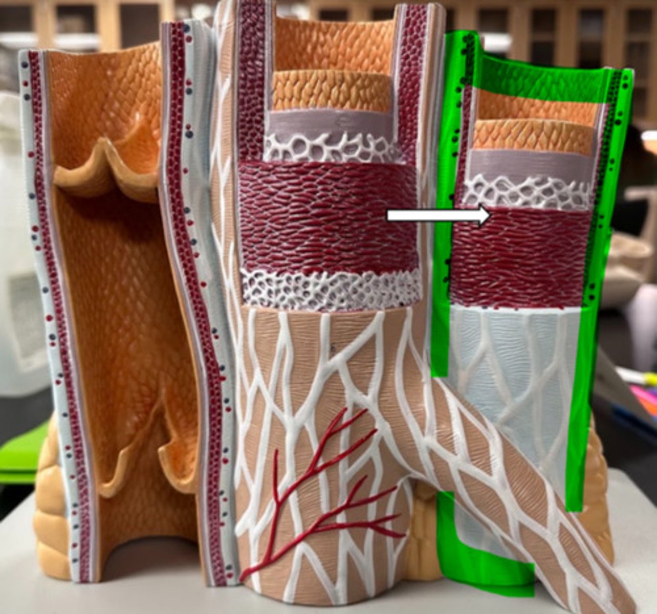 <p>name the structure</p>