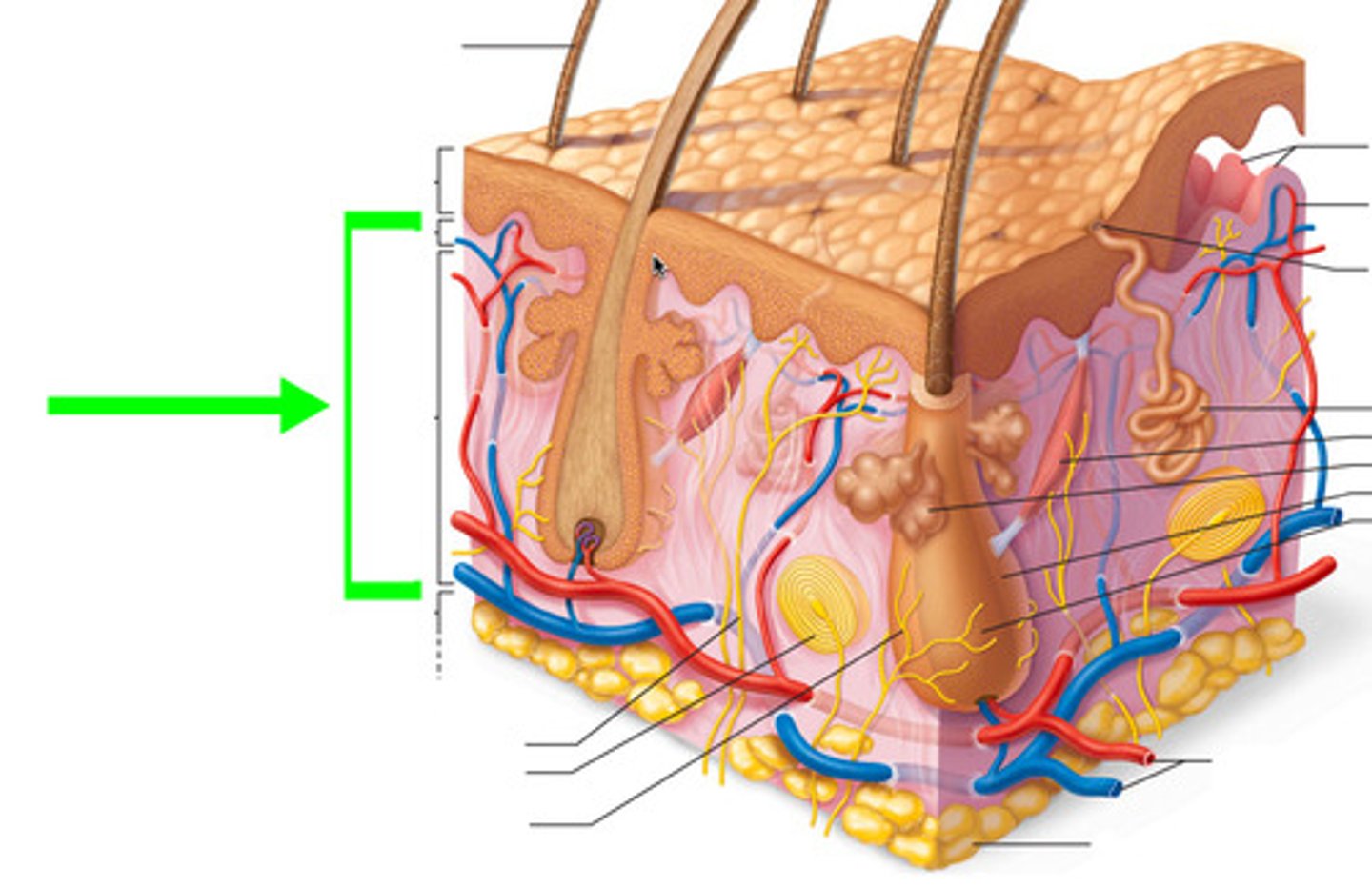 <p>The dermis contains blood vessels and sensory receptors.</p>
