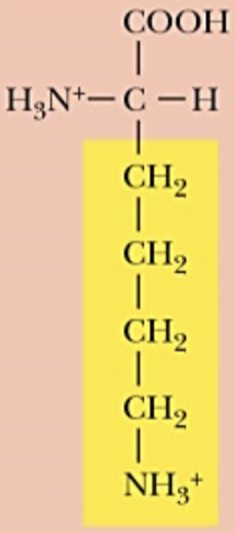 <p>Name (Abbr.) - polarity, a/n/b</p>