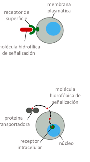 <p>Surface receptor</p><p>-transmembrane proteins activated by ligands - transmit signal into cell</p><p>-3 types of surface receptors</p><p></p><p>Intracellular receptors</p><p>-intracellular proteins that bind small, hydrophobic ligands</p><p>-2 types of intracellular receptors</p>