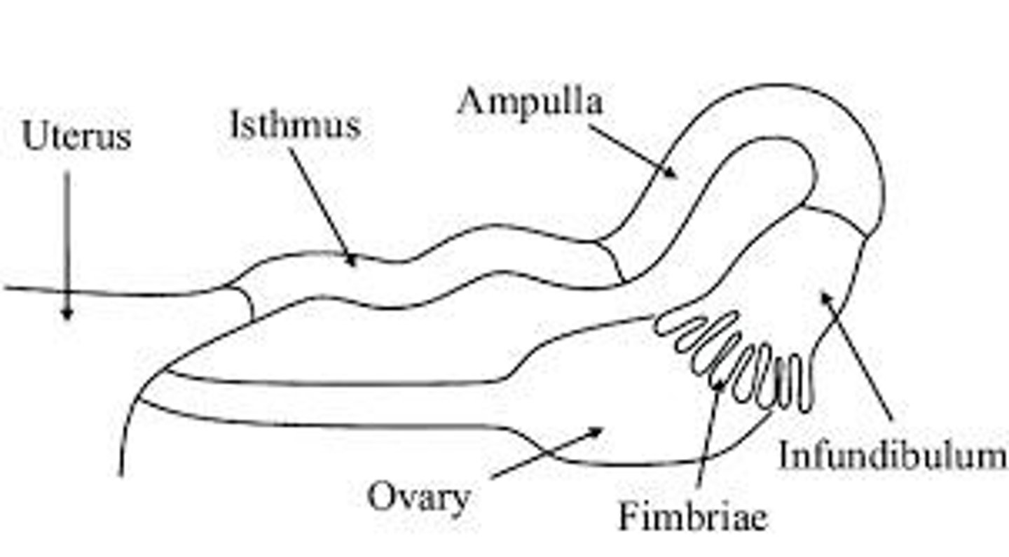 <p>The ovaries.</p>