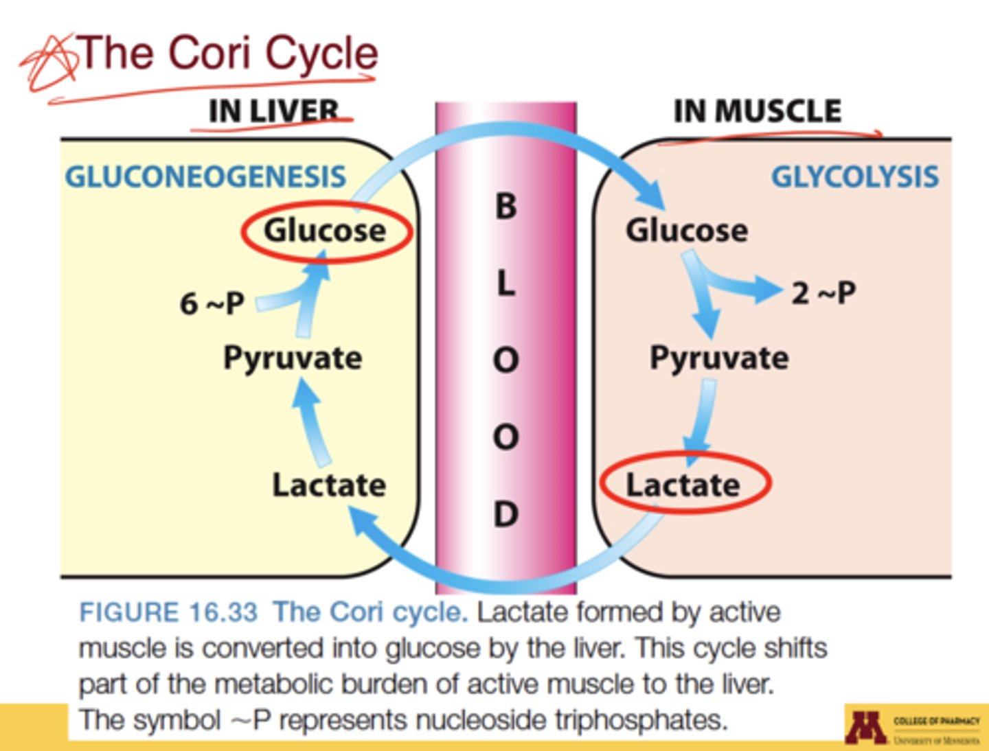 <p>metabolic cycle in which lactate from active muscle is transported to the liver, converted to glucose by gluconeogenesis, and returned to muscle via the blood</p>
