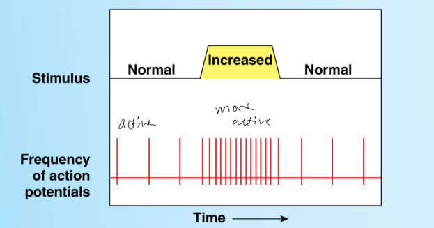 <p>What type of receptor is this?</p>