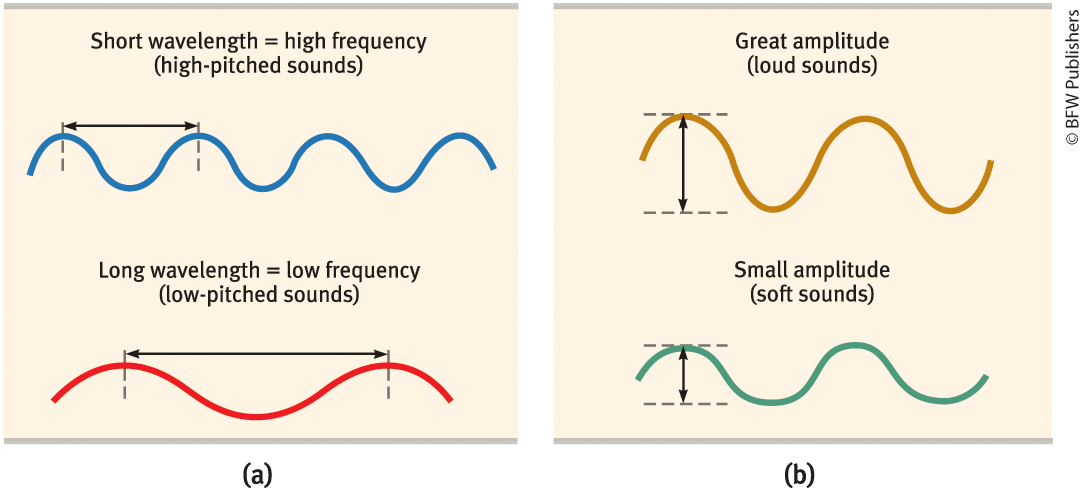 <p><u># of complete wavelengths + determines</u> <strong><u>pitch</u></strong> → <u>high/low tones</u></p>
